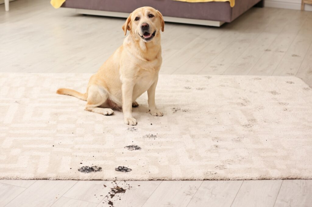 Rug | Hadinger Flooring Inc.